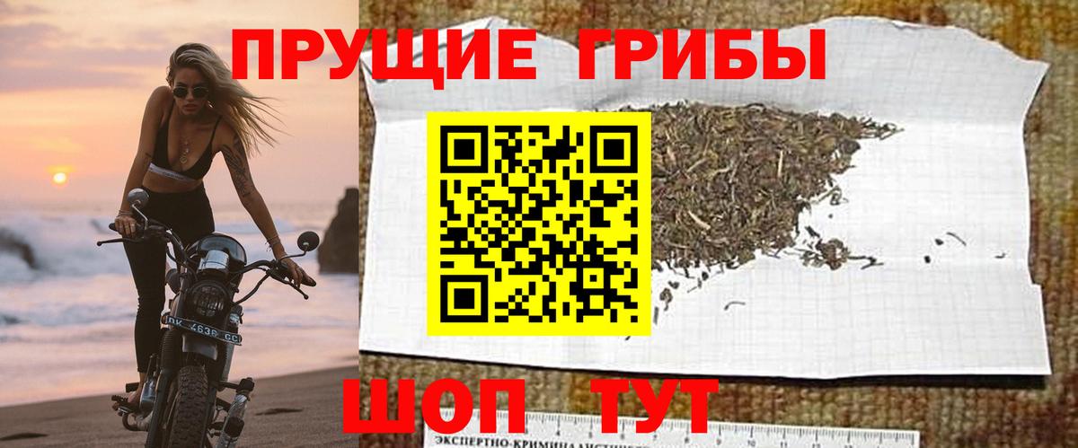 Губкинский  Галлюциногенные грибы MAGIC MUSHROOMS  Вход с VPN  Псилоцибиновые грибы прущие грибы 
